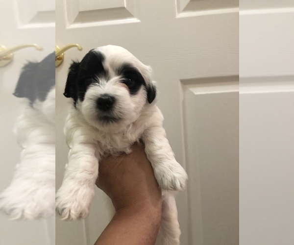 Medium Photo #4 Coton de Tulear Puppy For Sale in DALLAS, TX, USA