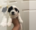 Small Photo #4 Coton de Tulear Puppy For Sale in DALLAS, TX, USA
