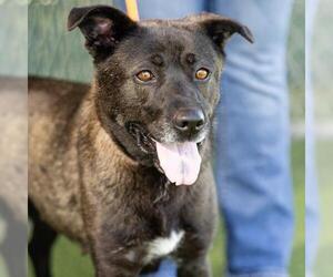 German Shepherd Dog-Unknown Mix Dogs for adoption in Camarillo, CA, USA