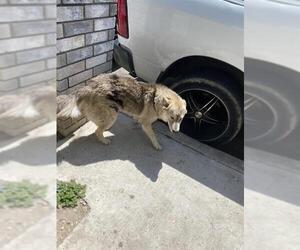 Huskies -Unknown Mix Dogs for adoption in San Antonio, TX, USA
