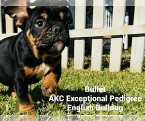 English Bulldog Puppy for Sale in SHIPSHEWANA, Indiana USA