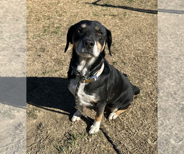 Medium Photo #2 Labbe Puppy For Sale in Evansville, IN, USA