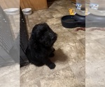 Small Mutt