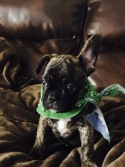French Bulldog Puppy for sale in WARRENVILLE, IL, USA