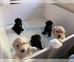 Small Photo #1 Poodle (Standard) Puppy For Sale in SACRAMENTO, CA, USA