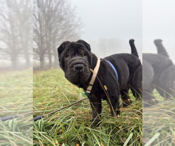 Medium Photo #1 Mutt Puppy For Sale in Candler, NC, USA