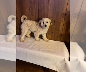 Mother of the Poodle (Toy) puppies born on 10/11/2026