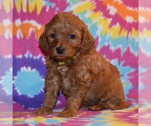 Goldendoodle-Poodle (Miniature) Mix Puppy for sale in SUNBURY, PA, USA