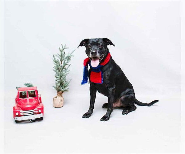 Medium Photo #2 Labrador Retriever-Unknown Mix Puppy For Sale in Sanford, FL, USA