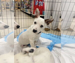 Chihuahua Dogs for adoption in Winter, WI, USA