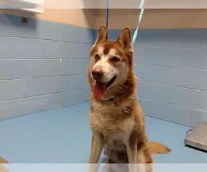 Siberian Husky Dogs for adoption in Moreno Valley, CA, USA