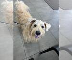 Small Lhasa Apso Mix