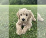 Image preview for Ad Listing. Nickname: BoyDoodle Green