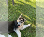 Small Photo #5 German Shepherd Dog-Siberian Husky Mix Puppy For Sale in LEESVILLE, LA, USA