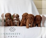 Small #1 Goldendoodle (Miniature)
