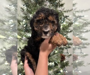 Poodle (Miniature)-Sheepadoodle Mix Dog for Adoption in FREDERICKSBURG, Ohio USA
