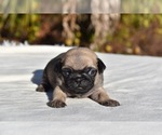 Small #3 Pug