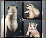Small Photo #18 Siberian Husky Puppy For Sale in BLOOMFIELD, IN, USA