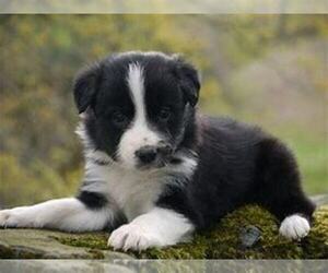 German Shepherd Dog Puppy for sale in GR, MI, USA
