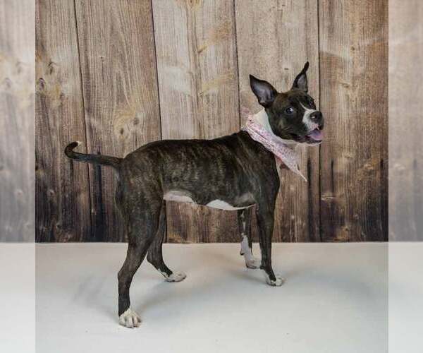Medium Photo #4 Bull-Boxer Puppy For Sale in Kennesaw, GA, USA