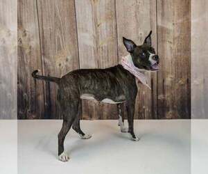 Rockette - Female Bull-Boxer Dog for Adoption - Photo #4