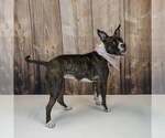 Small #3 Bull-Boxer