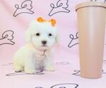 Small Photo #19 Maltipoo Puppy For Sale in LAS VEGAS, NV, USA