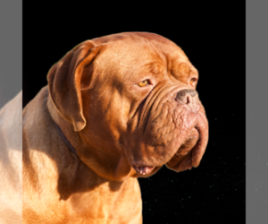 Mother of the Dogue de Bordeaux puppies born on 03/31/2023