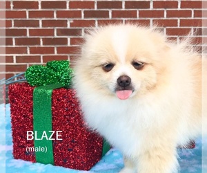 Pomeranian Puppy for sale in DAWSONVILLE, GA, USA