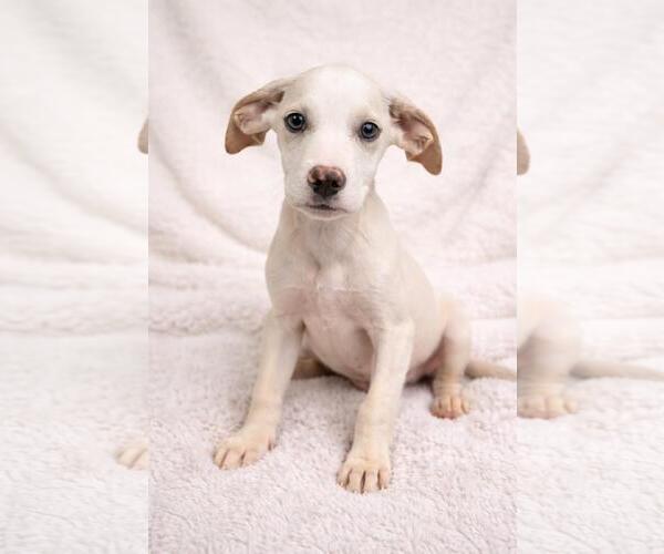 Medium Photo #1 Labrador Retriever-Unknown Mix Puppy For Sale in Rockwall, TX, USA