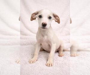 Labrador Retriever-Unknown Mix Dogs for adoption in Rockwall, TX, USA