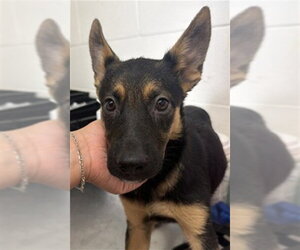 German Shepherd Dog Dogs for adoption in San Bernardino, CA, USA