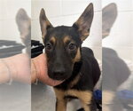 Small German Shepherd Dog
