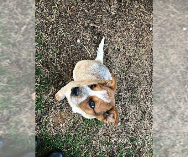 Medium Photo #4 Australian Cattle Dog Puppy For Sale in CARTERSVILLE, GA, USA