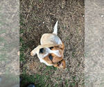 Small Photo #4 Australian Cattle Dog Puppy For Sale in CARTERSVILLE, GA, USA