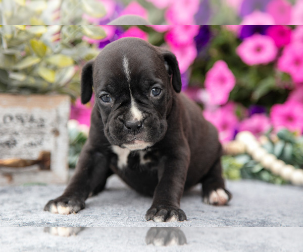 Medium Photo #8 Boxer Puppy For Sale in GRABILL, IN, USA