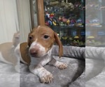 Puppy Puppy 7 Dachshund