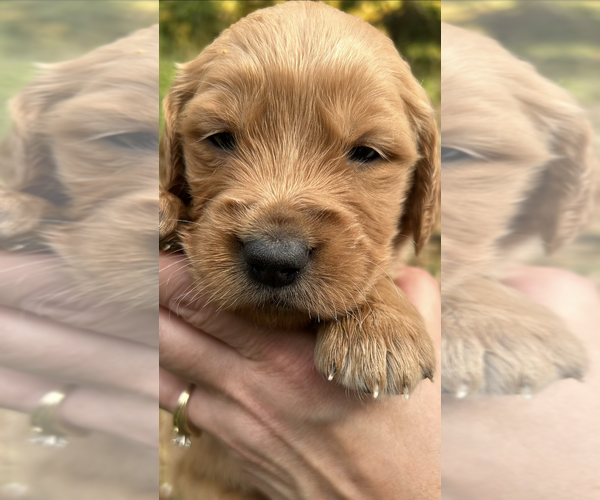Medium Photo #1 Golden Retriever Puppy For Sale in MOREHEAD, KY, USA