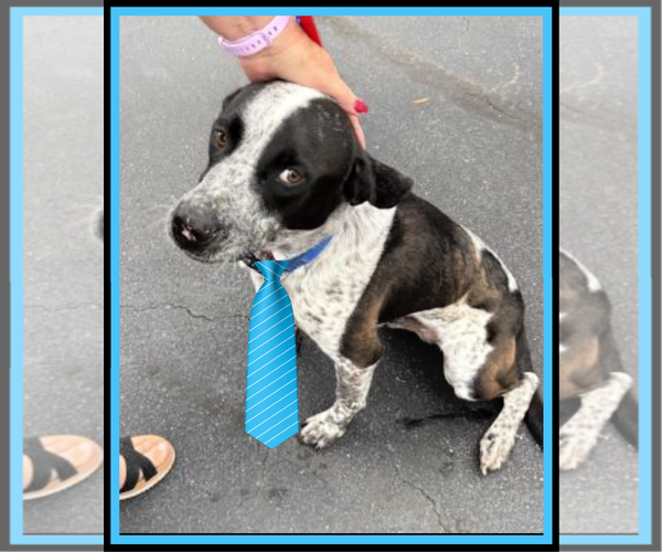 Medium Photo #1 Mutt Puppy For Sale in Mt. Laurel, NJ, USA