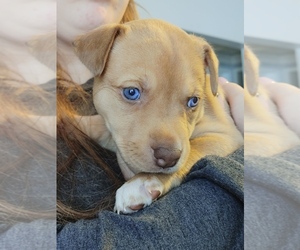 American Pit Bull Terrier-Siberian Husky Mix Puppy for sale in SAINT PETERSBURG, FL, USA
