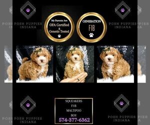 Maltipoo Puppy for sale in WARSAW, IN, USA