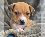 Small #6 Labrador Retriever Mix
