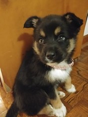 German Shepherd Dog-Huskimo Mix Puppy for sale in STONE MOUNTAIN, GA, USA