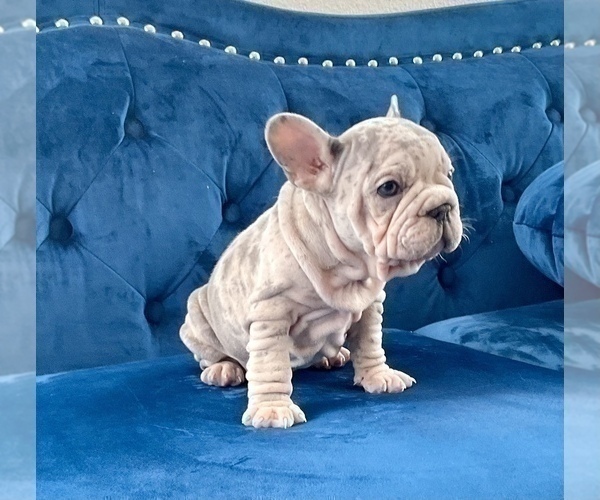 Medium Photo #18 French Bulldog Puppy For Sale in WEST HOLLYWOOD, CA, USA