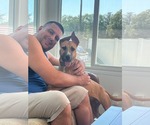 Small #2 Boxer Mix