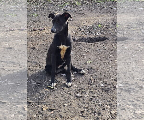 Medium Photo #3 Labrador Retriever-Unknown Mix Puppy For Sale in Oakhurst, NJ, USA