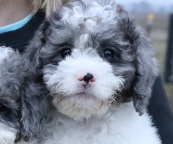 Medium Photo #2 Bernedoodle (Miniature) Puppy For Sale in BOSWELL, IN, USA