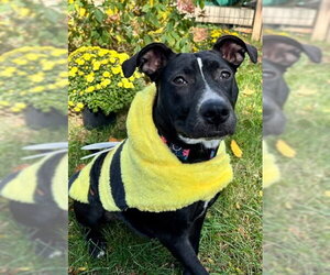 American Pit Bull Terrier-Unknown Mix Dogs for adoption in Germantown, OH, USA