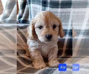 Cavachon Puppy for sale in STANLEY, WI, USA