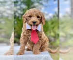 Small Photo #3 Goldendoodle Puppy For Sale in FROSTPROOF, FL, USA